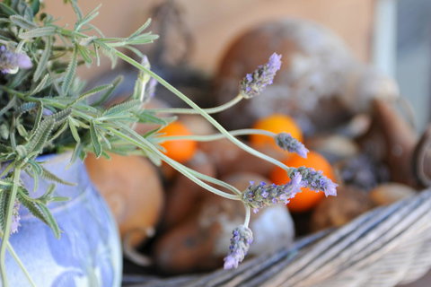 Lavender Farm - Tourism Noosa 9