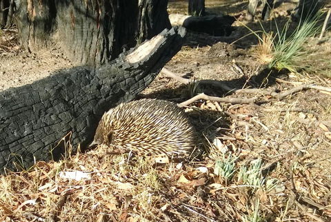 Grampians Pomonal Cottages - Tourism Noosa 25