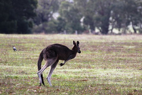 Grampians Pomonal Cottages - Tourism Noosa 26