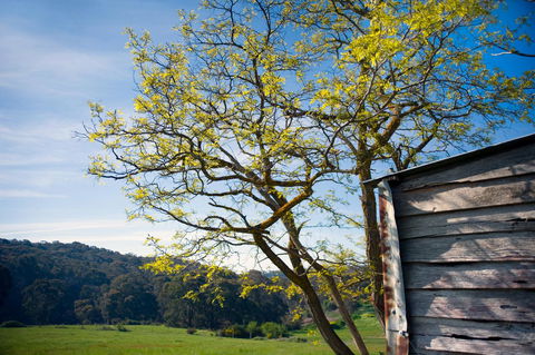 Cabrito - Tourism Noosa 9