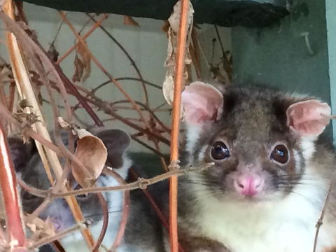 Oak Tree Lodge - Tourism Noosa 22