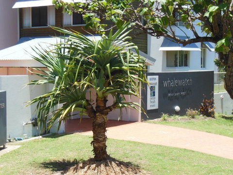 Whale Watch Ocean Beach Resort - Tourism Noosa 15