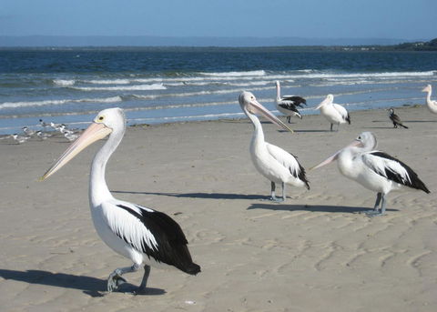 Fairways Golf & Beach Retreat Bribie Island - Tourism Noosa 3