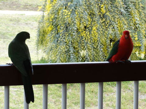 Loughmore House - Tourism Noosa 9