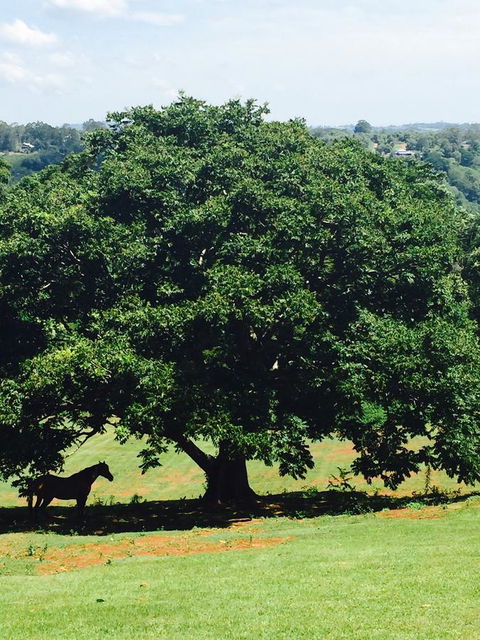 Montville Holiday Apartments - Tourism Noosa 20