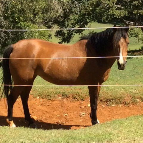 Montville Holiday Apartments - Tourism Noosa 7