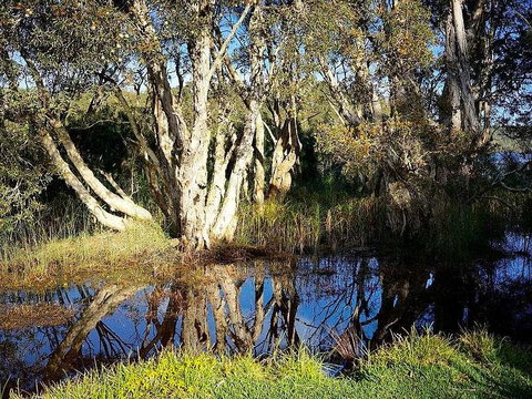 Wisteria Cottage On The Lagoon/Beach - Tourism Noosa 2