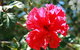 Wongaburra - thumb 1
