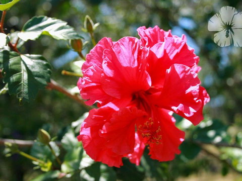 Wongaburra - Tourism Noosa 1