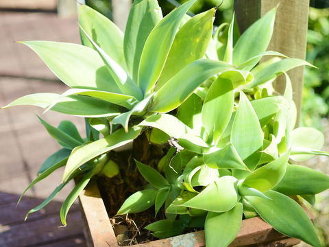 Apple Tree Cottage Montville - Tourism Noosa 13