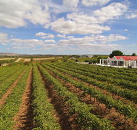 1837 Barossa Luxury Vineyard Cottages - Tourism Noosa