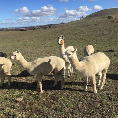 GOULBURN ALPACA FARM STAY - Tourism Noosa 0