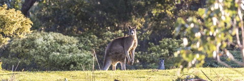 Alkina Lodge - Great Ocean Road - Tourism Noosa 3
