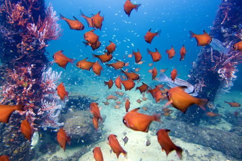 API Busselton Seaside Escape Apartments - Tourism Noosa 1