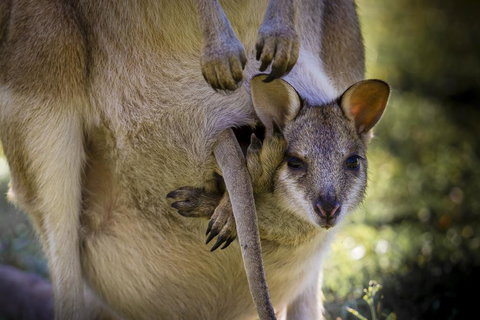 Bamurru Plains - Tourism Noosa 3