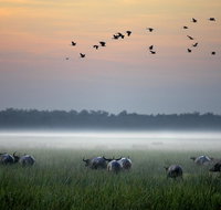Bamurru Plains - Tourism Noosa