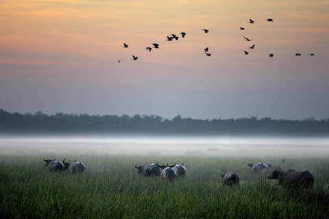 Bamurru Plains - Tourism Noosa 0
