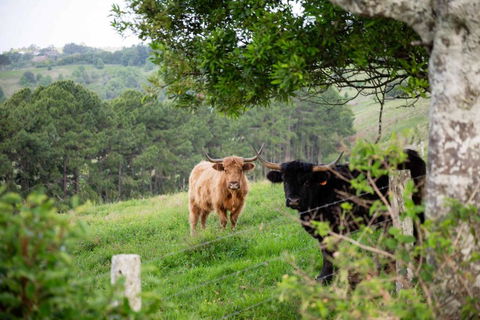 Rosewood Tiny Home By Tiny Away - Tourism Noosa 2