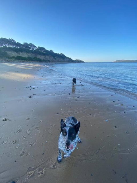 Salty Paws Dog Friendly Luxe Cottage - Tourism Noosa 3