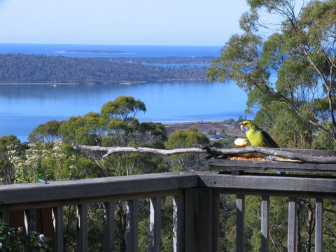 Bed In The Treetops B&B - Tourism Noosa 0