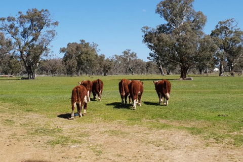 Big Tiny Jindera Park - Tourism Noosa 1