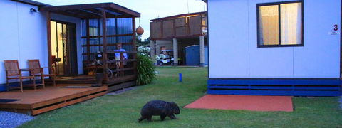 BIG4 Kelso Sands Holiday & Native Wildlife Park - Tourism Noosa 2