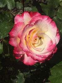 Book Yarck Accommodation Vacations Tourism Noosa Tourism Noosa