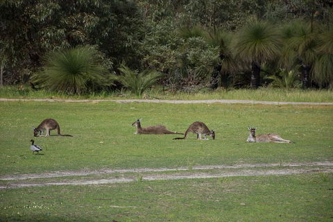 Yanchep & Lancelin - Wildlife, Cave And Sands - Tourism Noosa 0
