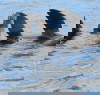 Twilight Sail Bruny Island - Tourism Noosa