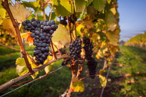 Full Day Tamar Valley Wine Tour - Tourism Noosa 0