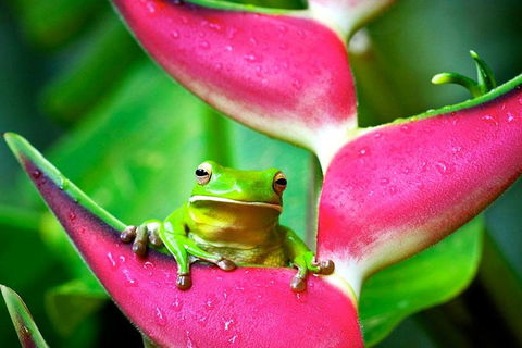 Cape Tribulation, Mossman Gorge, And Daintree Rainforest Premium Day Tour - Tourism Noosa 0