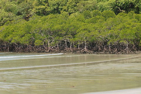 Cape Tribulation, Mossman Gorge, And Daintree Rainforest Premium Day Tour - Tourism Noosa 4