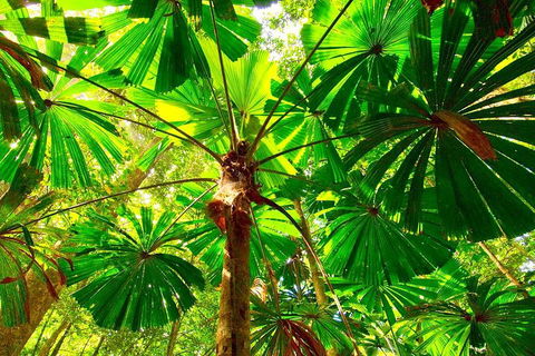 Private Daintree National Park Day Tour From Cairns Including Cape Tribulation And Mossman Gorge - Tourism Noosa 3