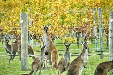 Three Day Charter Margaret River Region (inbound Melbourne Travelers) - Tourism Noosa 5