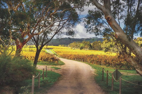 McLaren Vale Winery Small Group Tour With Wine Tasting And Lunch - Tourism Noosa 1