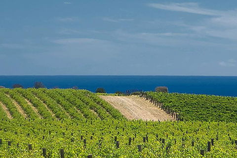 McLaren Vale Winery Small Group Tour With Wine Tasting And Lunch - Tourism Noosa 4