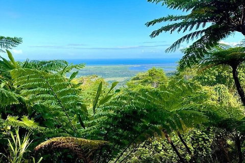 Full Day Tour In The Daintree - Tourism Noosa 5
