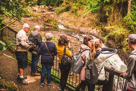 Full-day Springbrook National Park Tour From The Gold Coast - Tourism Noosa 0