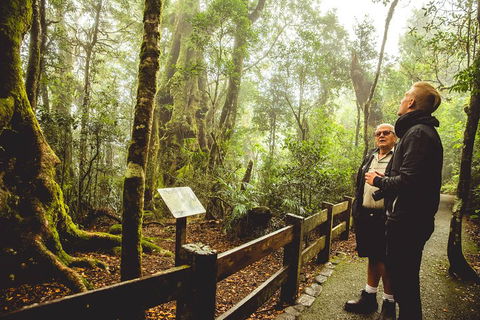 Full-day Springbrook National Park Tour From The Gold Coast - Tourism Noosa 1