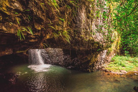 Full-day Springbrook National Park Tour From The Gold Coast - Tourism Noosa 4