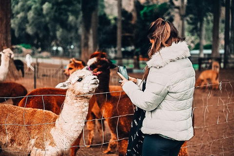 O'Reilly's & Lamington National Park Incl. Alpaca Farm + Vineyard - Tourism Noosa 5