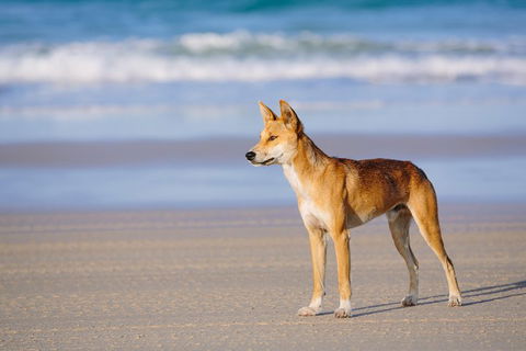 Fraser Island 4WD Tour From Rainbow Beach - Tourism Noosa 2