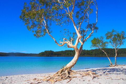 Fraser Island 4WD Tour From Rainbow Beach - Tourism Noosa 5