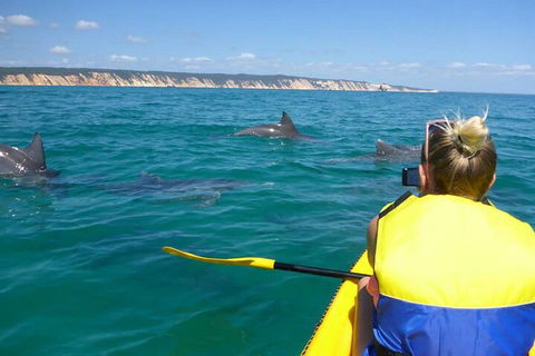 Kayak With Dolphins And 4WD Great Beach Drive Day Trip From Noosa - Tourism Noosa 1