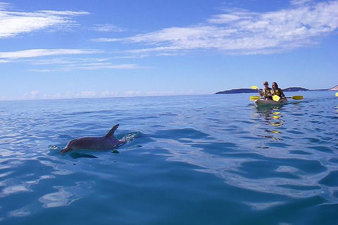 Kayak With Dolphins And 4WD Great Beach Drive Day Trip From Noosa - Tourism Noosa 2