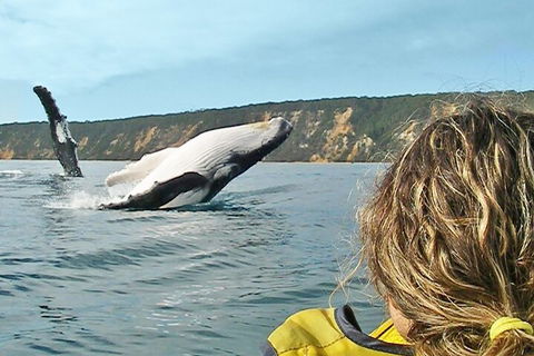Kayak With Dolphins And 4WD Great Beach Drive Day Trip From Noosa - Tourism Noosa 3
