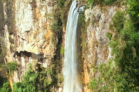 Rainforest & Waterfalls Extravaganza - Tourism Noosa 3