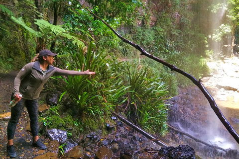 Rainforest & Waterfalls Extravaganza - Tourism Noosa 4