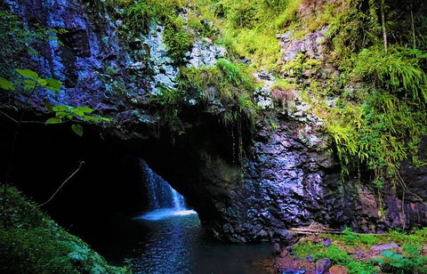 Rainforest & Waterfalls Extravaganza - Tourism Noosa 5