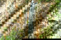 Private Tour - Rainforest  Waterfalls Extravaganza, Surfers Paradise